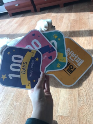 욜로홀로(yolohollo) 이미지