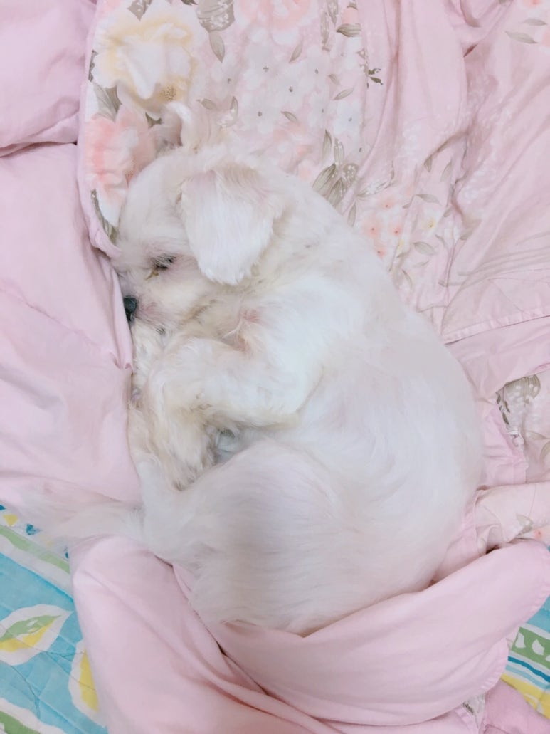 돼지노래연습장 이미지