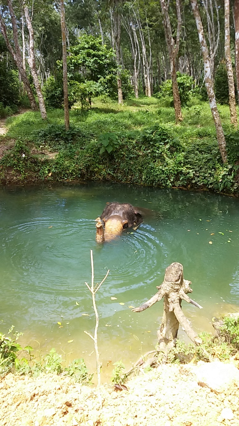 코끼리바이크 이미지