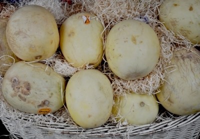 더누보 이미지