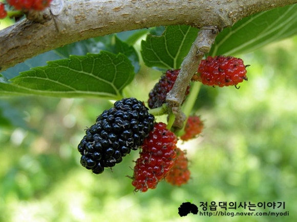 황토뽕 농장 이미지