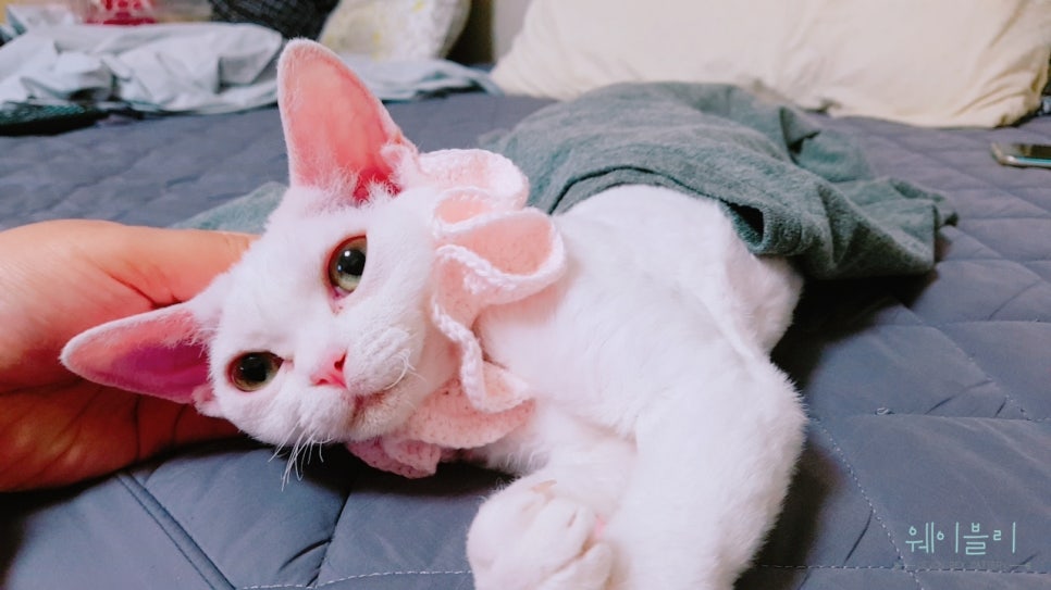 달렉스 이미지