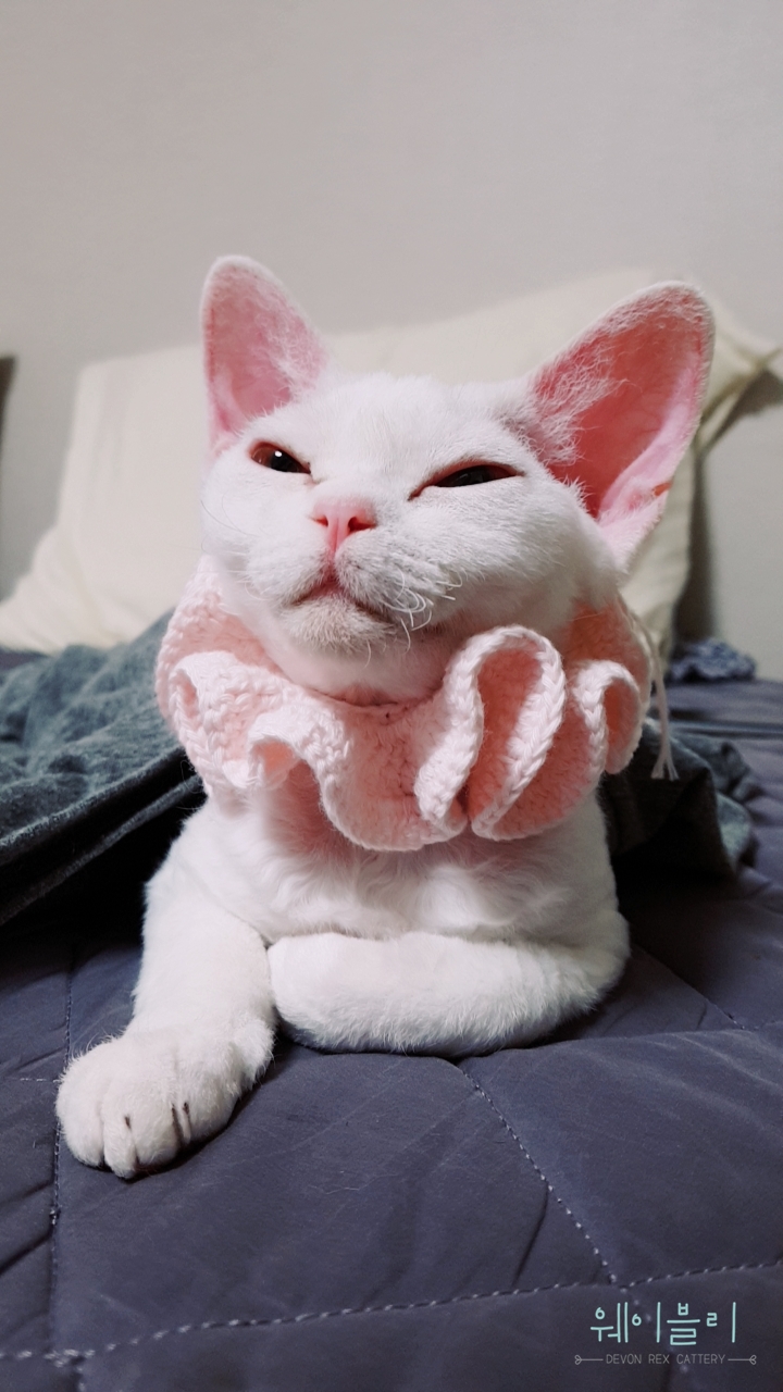 달렉스 이미지