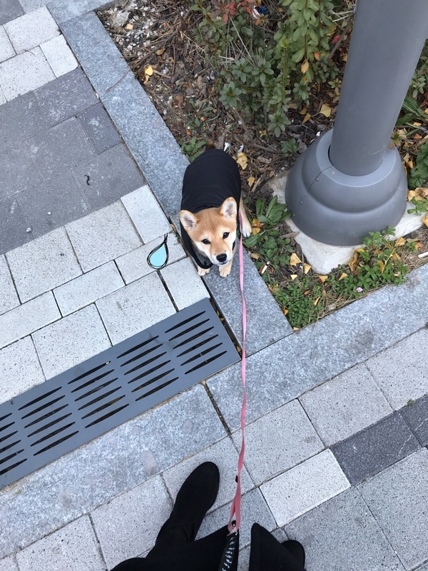 라꼬떼 이미지