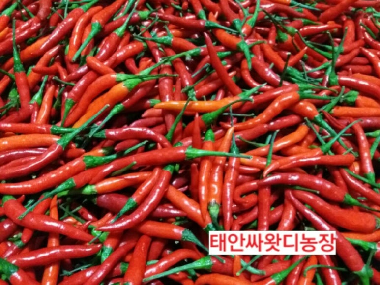 태안타일랜드 이미지