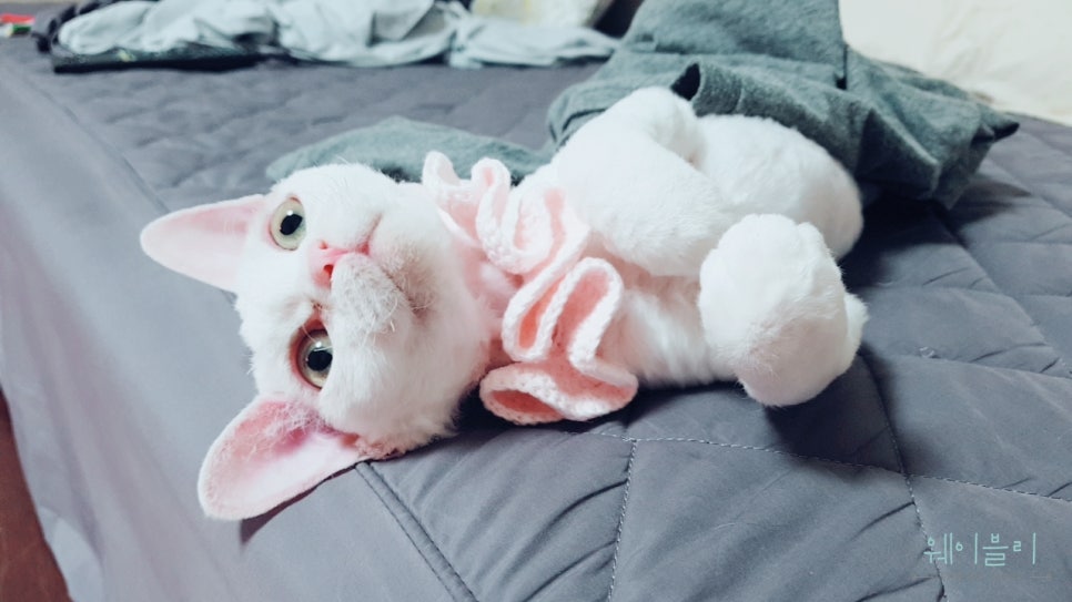 달렉스 이미지