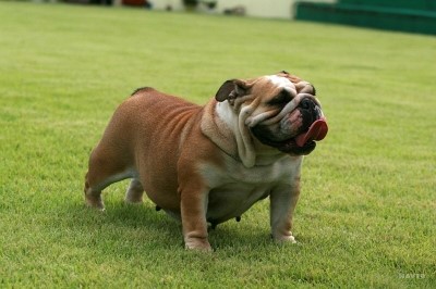 불독(bulldog) 이미지