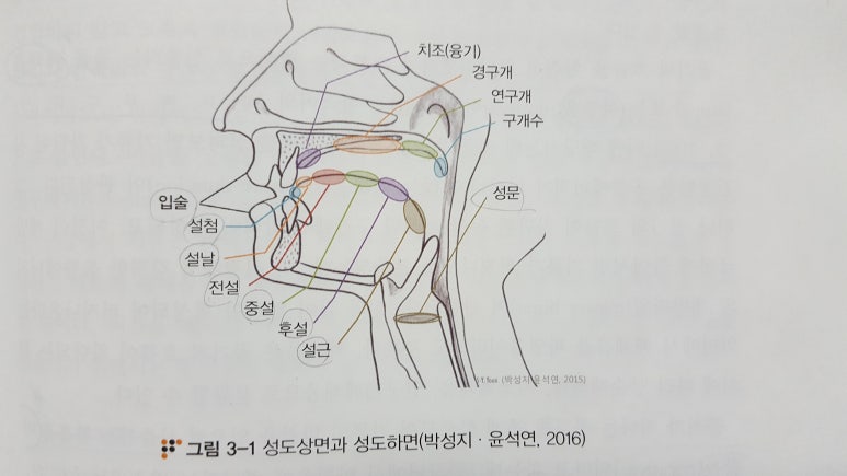조음의 위치와 방법 : 네이버 블로그