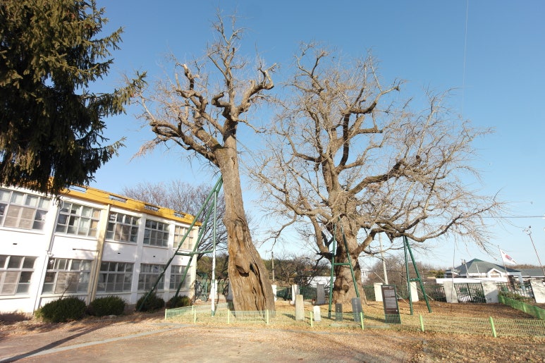 면천초등학교 이미지