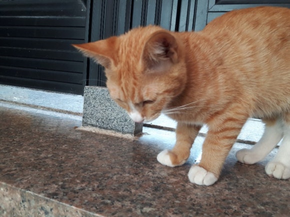 새또미 이미지