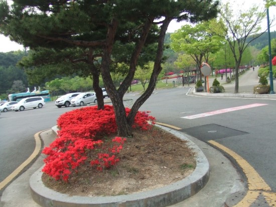 영일건설조경 이미지