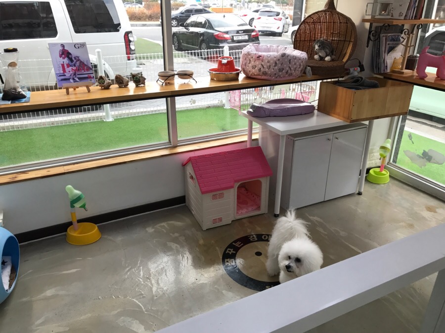 대전 비숑프리제 미용, 꿈꾸는 강아지 솔직 후기 — 사진 3
