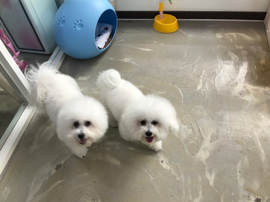 대전 비숑프리제 미용, 꿈꾸는 강아지 솔직 후기 — 사진 4