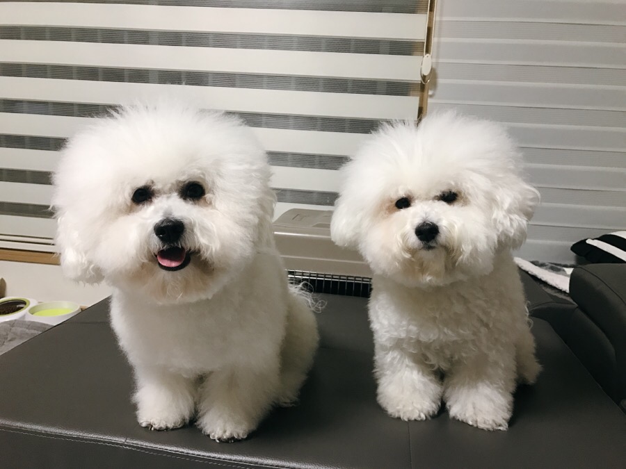 대전 비숑프리제 미용, 꿈꾸는 강아지 솔직 후기 — 사진 5