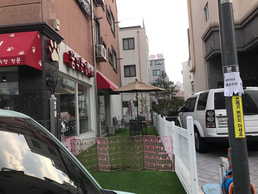 대전 비숑프리제 미용, 꿈꾸는 강아지 솔직 후기