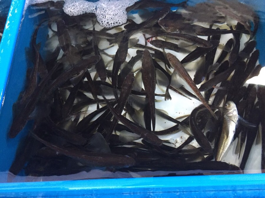 물치항도루묵 이미지