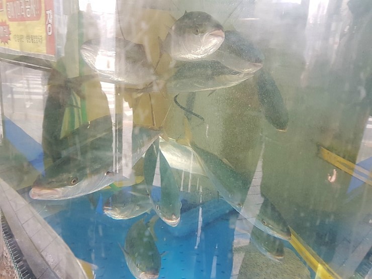 부구수산 이미지