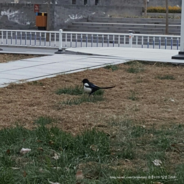 까치세탁소 이미지