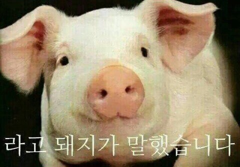 연요다래야 이미지