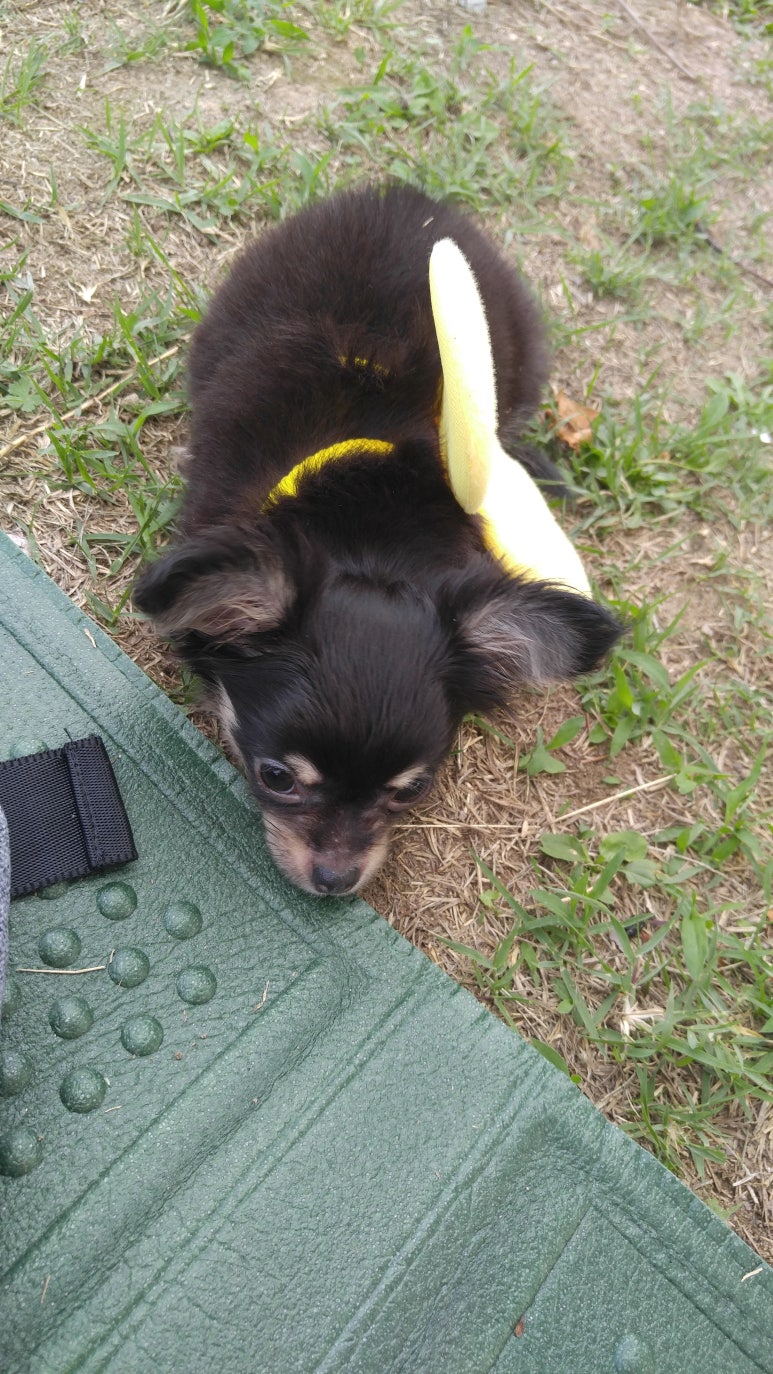 강아지 고양이 세균성 진균성 지루성 피부병/고름 농 부어오름 피부염/강아지 곰팡이 링웜 피부사상균증/고양이 강아지 비듬/터비졸/터비덤스프레이/충주  동물약국/말라세치아 말라세지아 : 네이버 블로그, image size:773x1374