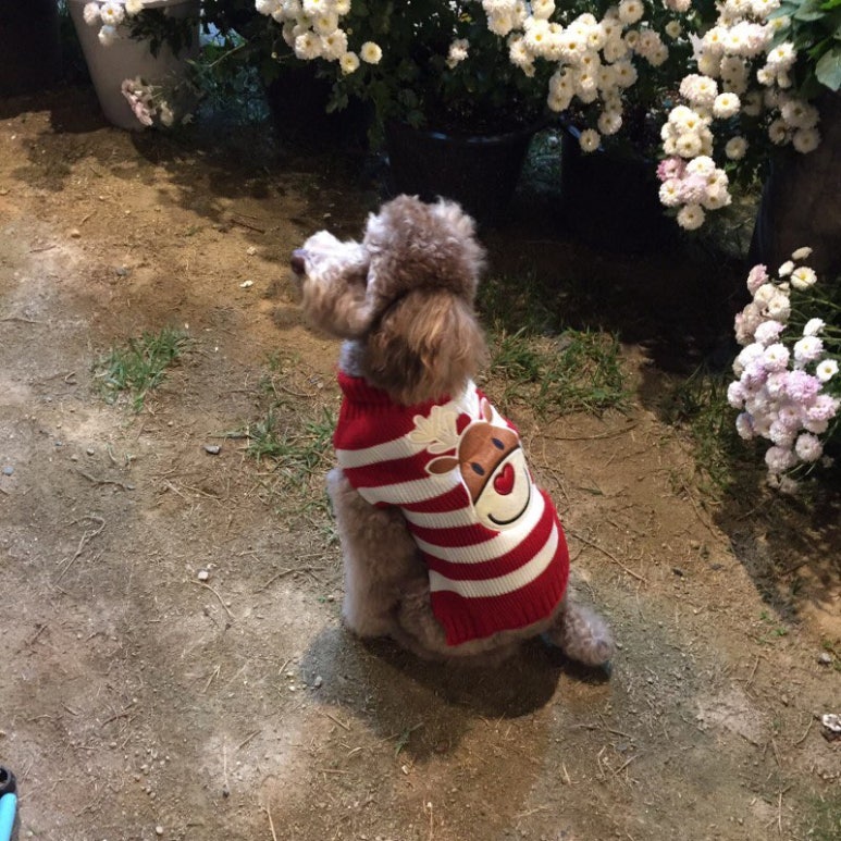 제니앤제니 이미지