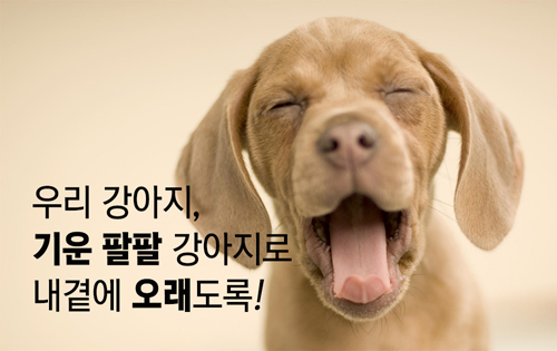 콩이 이미지