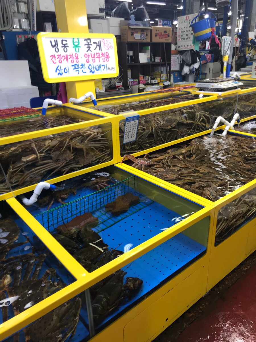 태양명태집 이미지