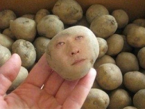 이모네꽃돼지 이미지