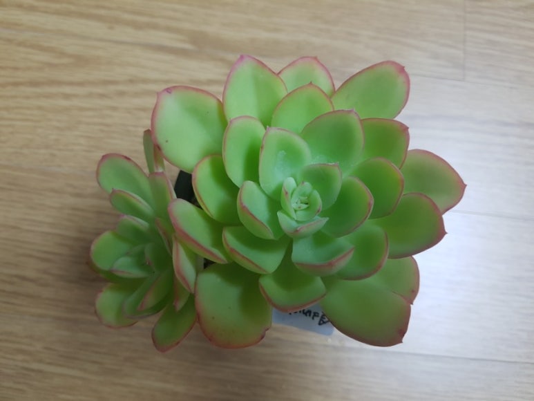 다초원 이미지