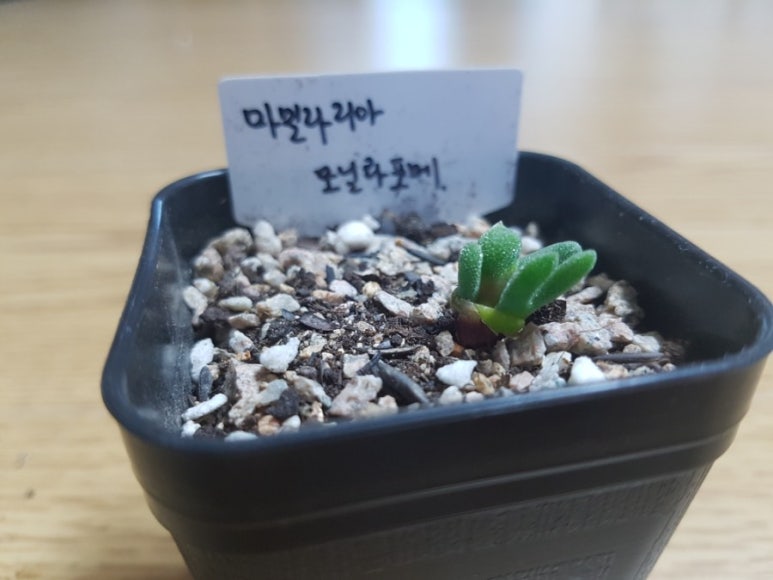 샤론다육 이미지