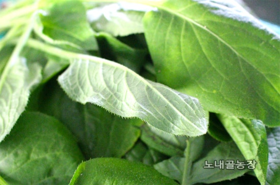 홍천노내골농장 이미지