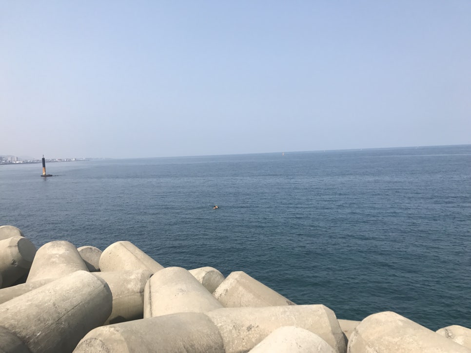 이호흑돼지 이미지