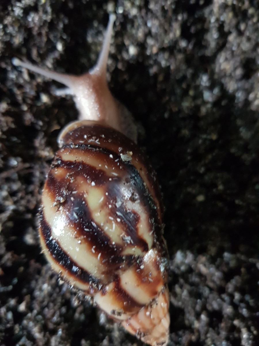 마실길 걷는 달팽이 농장 이미지