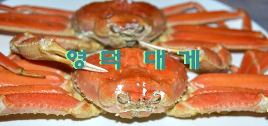 강구시장식당 이미지