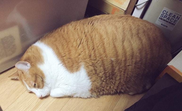 뽑기맛집 이미지