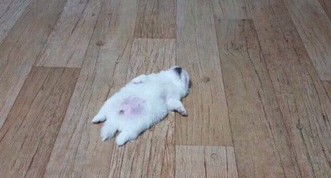 로데오 이미지