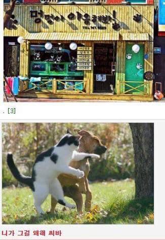 야옹 이미지