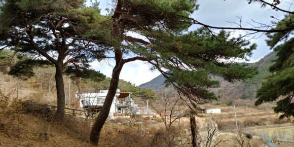 도개밧데리 이미지