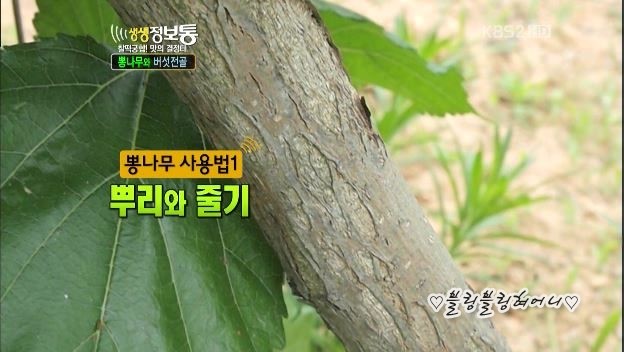 장수약초 이미지