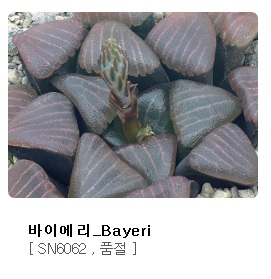 바이어리 이미지