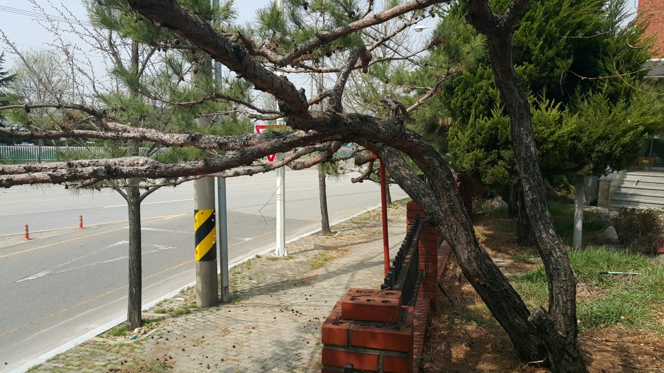 주식회사 소나무처럼 이미지