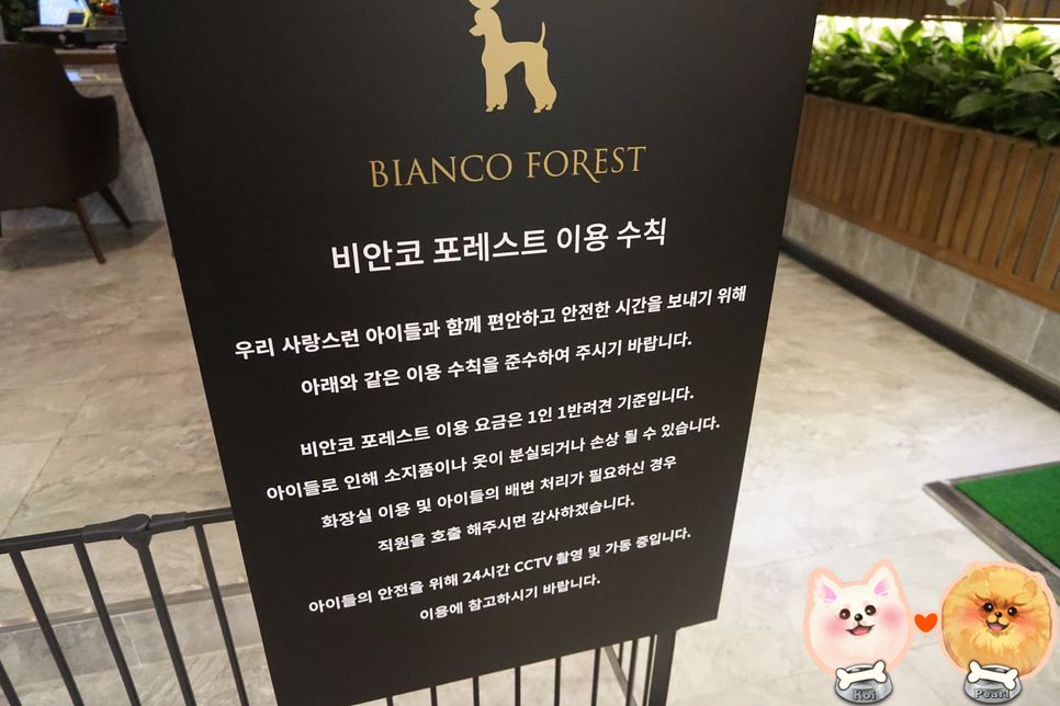 비안코 포레스트 이미지