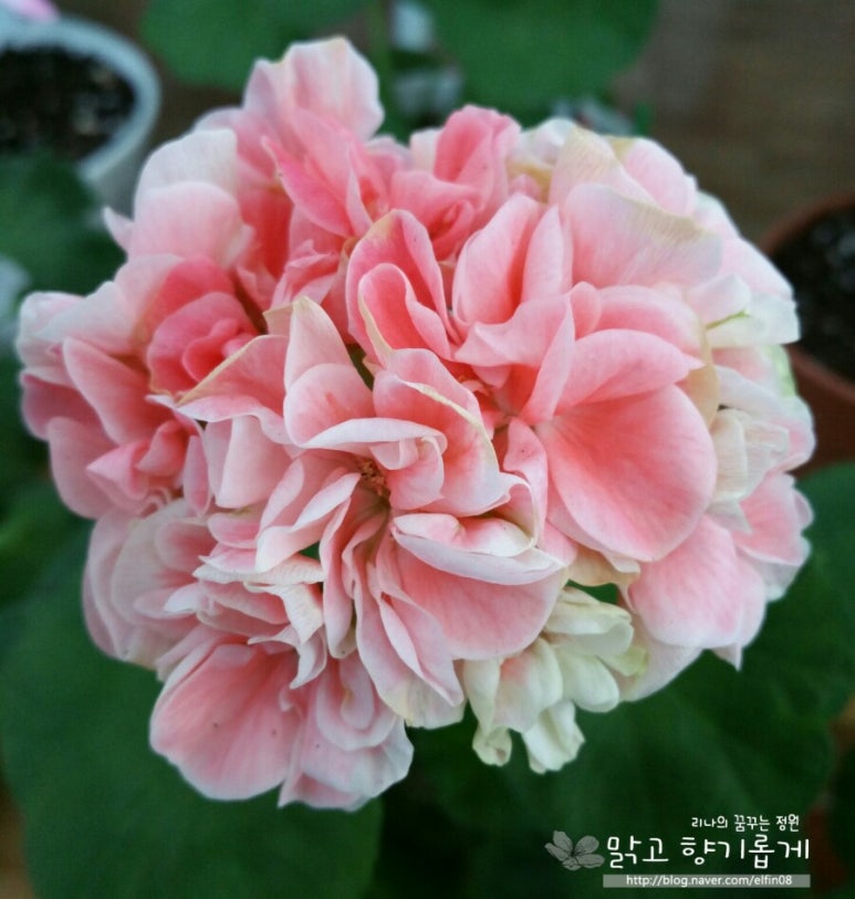 퓨어래빗 이미지