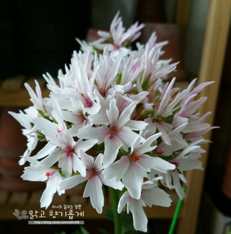 퓨어래빗 이미지