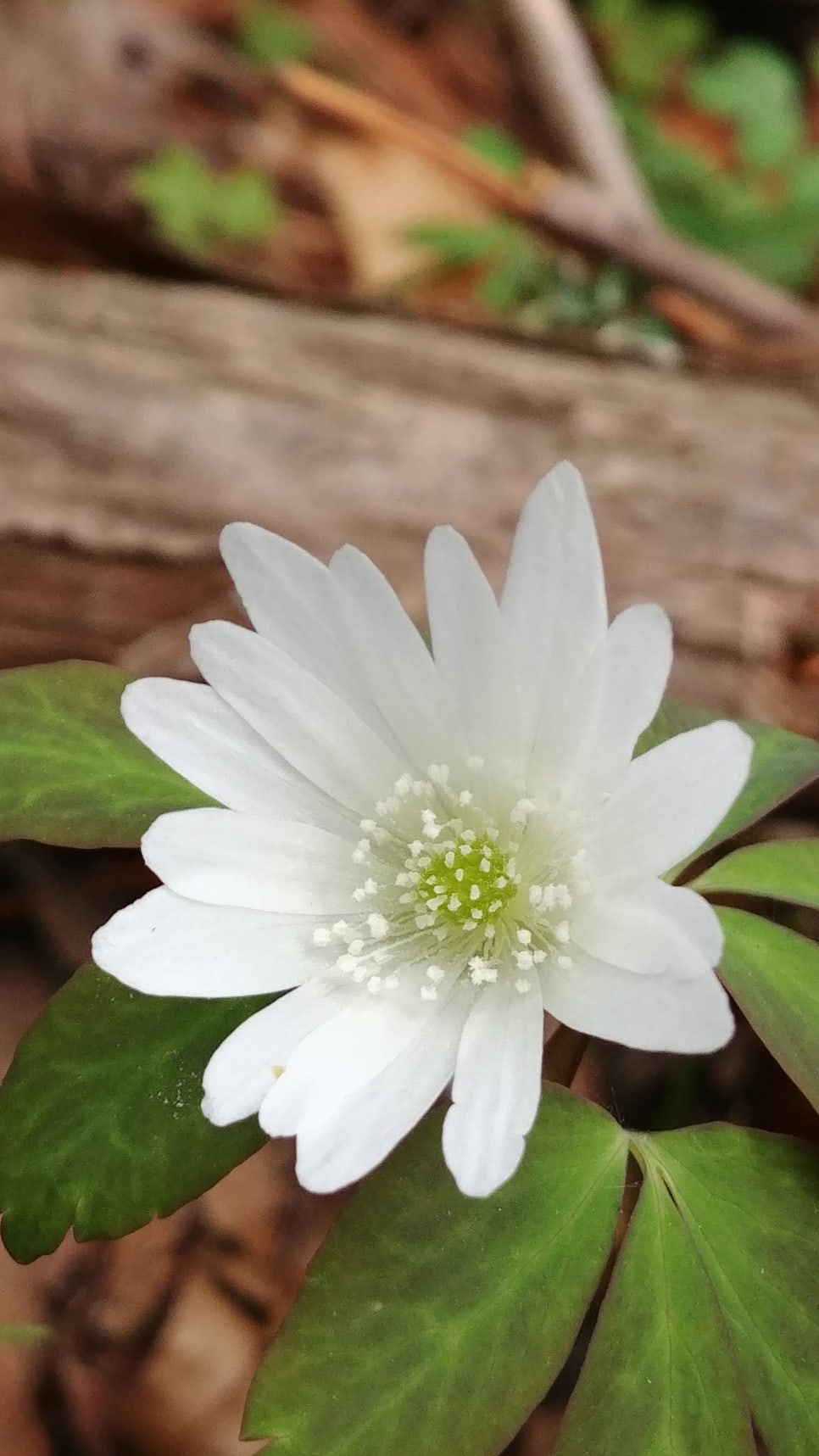 바람의꽃 이미지