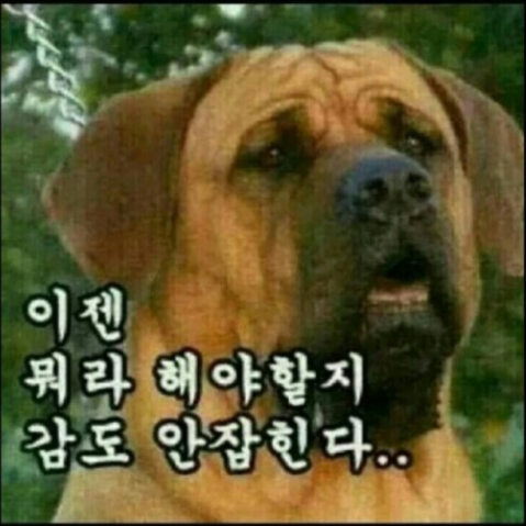 롱이카롱 이미지