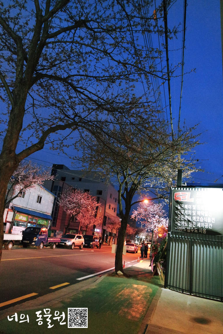 서산셀세모 이미지