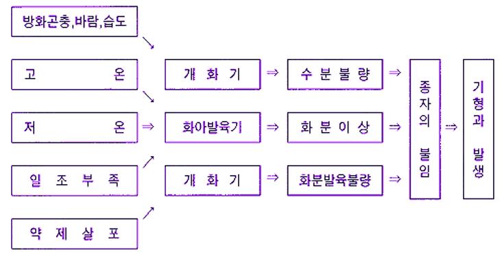 딸기 기형과 발생원인에 대해 : 네이버 블로그