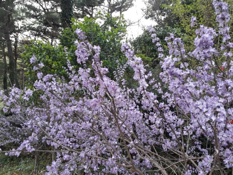자굴산치유수목원 이미지