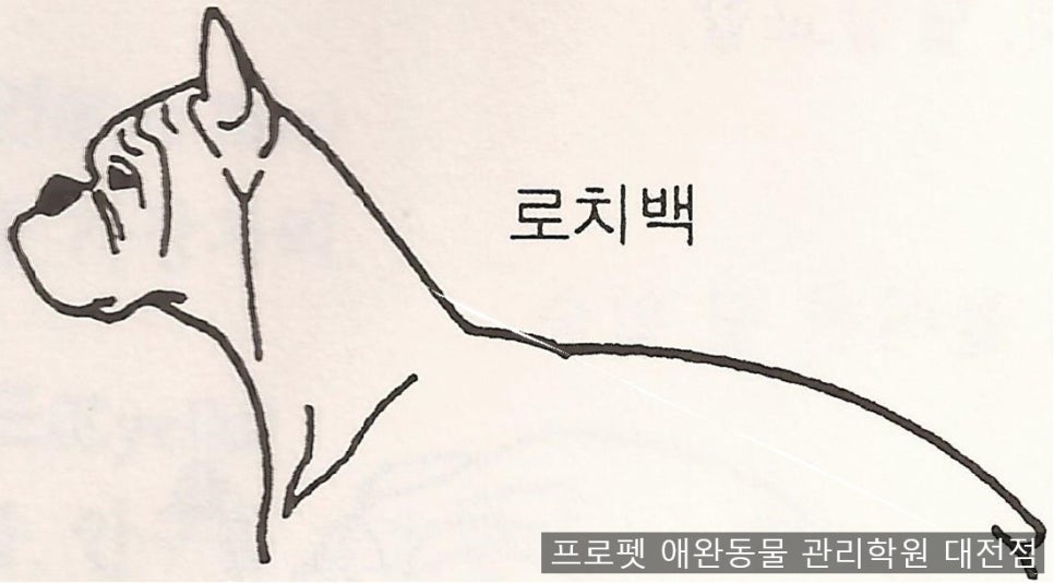 프로펫애견미용학원 이미지